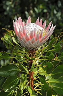 African Collection: King Protea (Protea cynaroides), national flower of South Africa, Cape Floristic Region