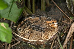 Images Dated 13th February 2012: King Quail or Chinese Painted Quail -Coturnix chinensis-, brooding female, Asien, Kerzers