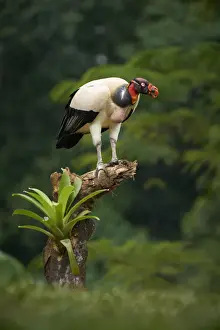 King Vulture