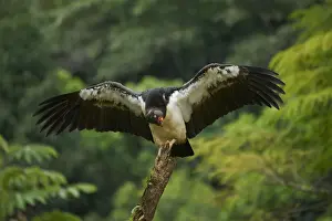 King Vulture