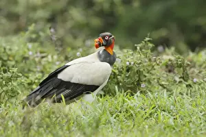 King Vulture