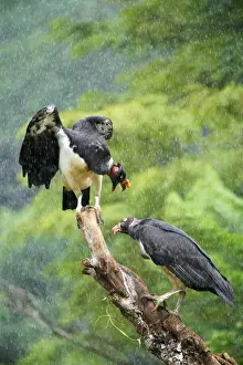 King Vulture