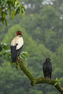 King Vulture