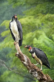 King Vulture