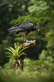 King Vulture