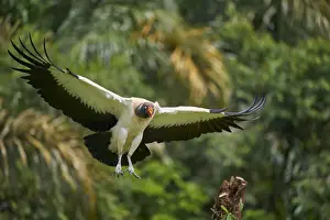 King Vulture