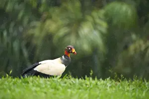 King Vulture