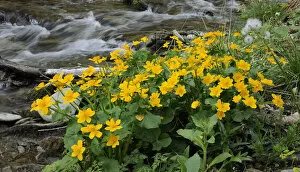 Images Dated 2nd May 2011: Kingcup or Marsh Marigold -Caltha palustris-, Themenweg Wildwasser white water learning path