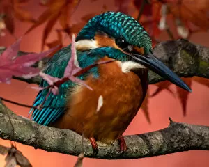 Images Dated 5th December 2019: Kingfisher