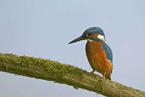 Images Dated 25th August 2014: Kingfisher -Alcedo atthis-, Emsland, Lower Saxony, Germany