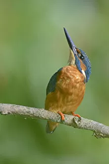 Images Dated 25th August 2014: Kingfisher -Alcedo atthis-, Emsland, Lower Saxony, Germany