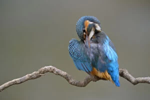 Images Dated 27th April 2013: Kingfisher -Alcedo atthis-, female preening, Swabian Alb biosphere reserve, Baden-Wurttemberg