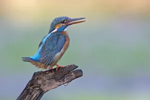 Images Dated 30th June 2012: Kingfisher -Alcedo atthis-, female, threatening, Middle Elbe, Saxony-Anhalt, Germany