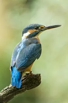 Images Dated 8th October 2014: Kingfisher -Alcedo atthis-, Germany