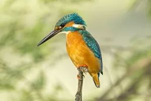 Images Dated 22nd December 2012: Kingfisher -Alcedo atthis-, Keoladeo National Park, Rajasthan, India