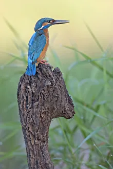 Images Dated 18th July 2014: Kingfisher -Alcedo atthis-, male on perch, Middle Elbe, Saxony-Anhalt, Germany