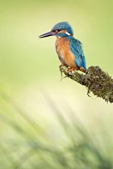 Images Dated 24th May 2014: Kingfisher -Alcedo atthis-, male on perch, Middle Elbe, Saxony-Anhalt, Germany