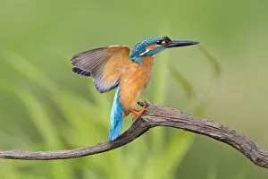 Images Dated 3rd May 2014: Kingfisher -Alcedo atthis-, male on perch, Middle Elbe, Saxony-Anhalt, Germany