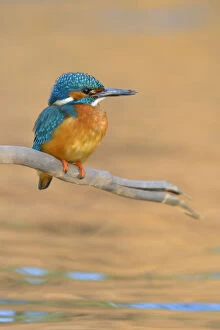 Images Dated 25th April 2013: Kingfisher -Alcedo atthis- male perched, Swabian Alb biosphere reserve, Baden-Wurttemberg, Germany