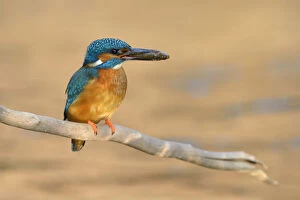 Kingfisher -Alcedo atthis-, male with prey, Swabian Alb biosphere reserve, Baden-Wurttemberg, Germany