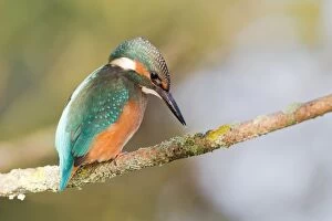 Images Dated 28th September 2012: Kingfisher -Alcedo atthis- perched on a branch, North Hesse, Hesse, Germany