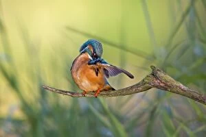 Images Dated 24th May 2014: Kingfisher -Alcedo atthis-, preening male, middle Elbe, Saxony-Anhalt, Germany