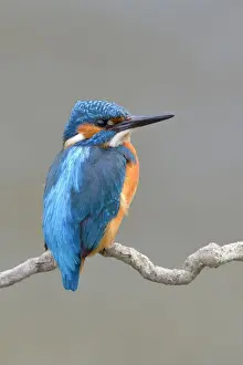 Kingfisher Prints: Kingfisher (Alcedo atthis), Swabian Alb Biosphere Reserve
