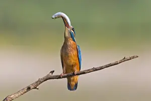 Kingfisher Prints: Kingfisher -Alcedo atthis-, young bird with a caught fish