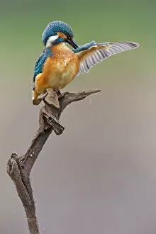 Images Dated 27th July 2013: Kingfisher -Alcedo atthis-, young bird on perch preening, Middle Elbe, Saxony-Anhalt, Germany