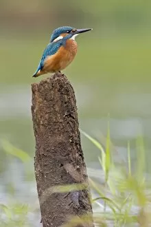 Images Dated 21st July 2012: Kingfisher -Alcedo atthis-, young bird on perch, Middle Elbe, Saxony-Anhalt, Germany