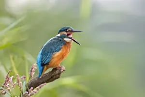 Kingfisher Prints: Kingfisher -Alcedo atthis-, young bird regurgitating a pellet