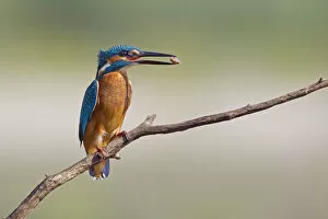 Images Dated 23rd July 2012: Kingfisher -Alcedo atthis-, young bird with a stone in its beak, Middle Elbe, Saxony-Anhalt, Germany