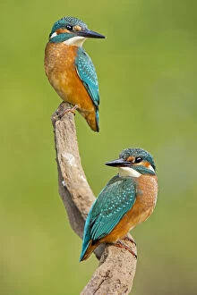 Images Dated 6th August 2012: Kingfisher -Alcedo atthis-, young birds, Middle Elbe, Saxony-Anhalt, Germany
