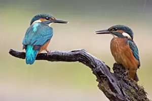 Images Dated 13th July 2012: Kingfisher -Alcedo atthis-, young birds in the rain, Middle Elbe, Saxony-Anhalt, Germany