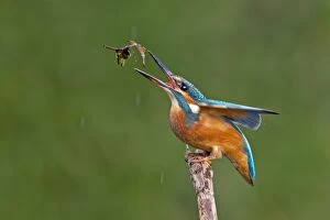 Images Dated 1st August 2012: Kingfisher -Alcedo atthis-, young female at fishing practice, Middle Elbe, Saxony-Anhalt, Germany