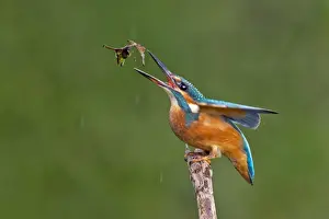 Kingfisher Prints: Kingfisher -Alcedo atthis-, young female at fishing practice