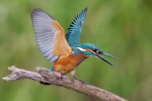 Images Dated 1st August 2012: Kingfisher -Alcedo atthis-, young male, threatening, Middle Elbe, Saxony-Anhalt, Germany