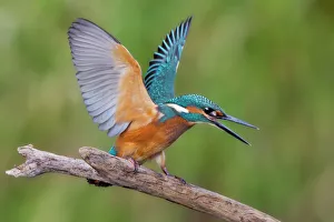 Branch Collection: Kingfisher -Alcedo atthis-, young male, threatening, Middle Elbe, Saxony-Anhalt, Germany
