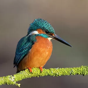 Images Dated 18th August 2017: Kingfisher close up