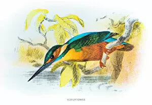 Images Dated 4th July 2015: Kingfisher engraving 1896