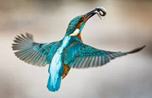 Images Dated 18th April 2019: Kingfisher in Flight