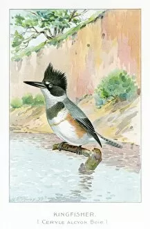 Images Dated 17th July 2016: Kingfisher illustration 1897
