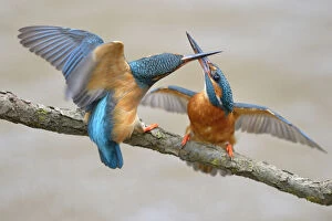 Kingfishers -Alcedo atthis-, two females fighting over breeding place, Swabian Alb biosphere reserve, Baden-Wurttemberg