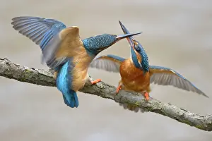 Kingfishers -Alcedo atthis-, two females fighting over breeding place, Swabian Alb biosphere reserve, Baden-Wurttemberg, Germany