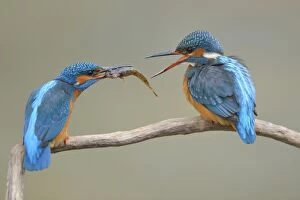 Kingfishers -Alcedo atthis-, male passing little fish on to female, courtship feeding, Swabian Alb biosphere reserve