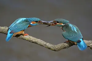 Courtship Prints: Kingfishers -Alcedo atthis-, male passing little fish on to female
