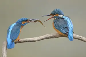 Courtship Prints: Kingfishers -Alcedo atthis-, male passing little fish on to female