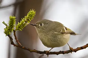 Kinglet bird on branch