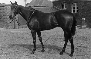 King's Horse