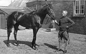 Working Anima Prints: King's Horse